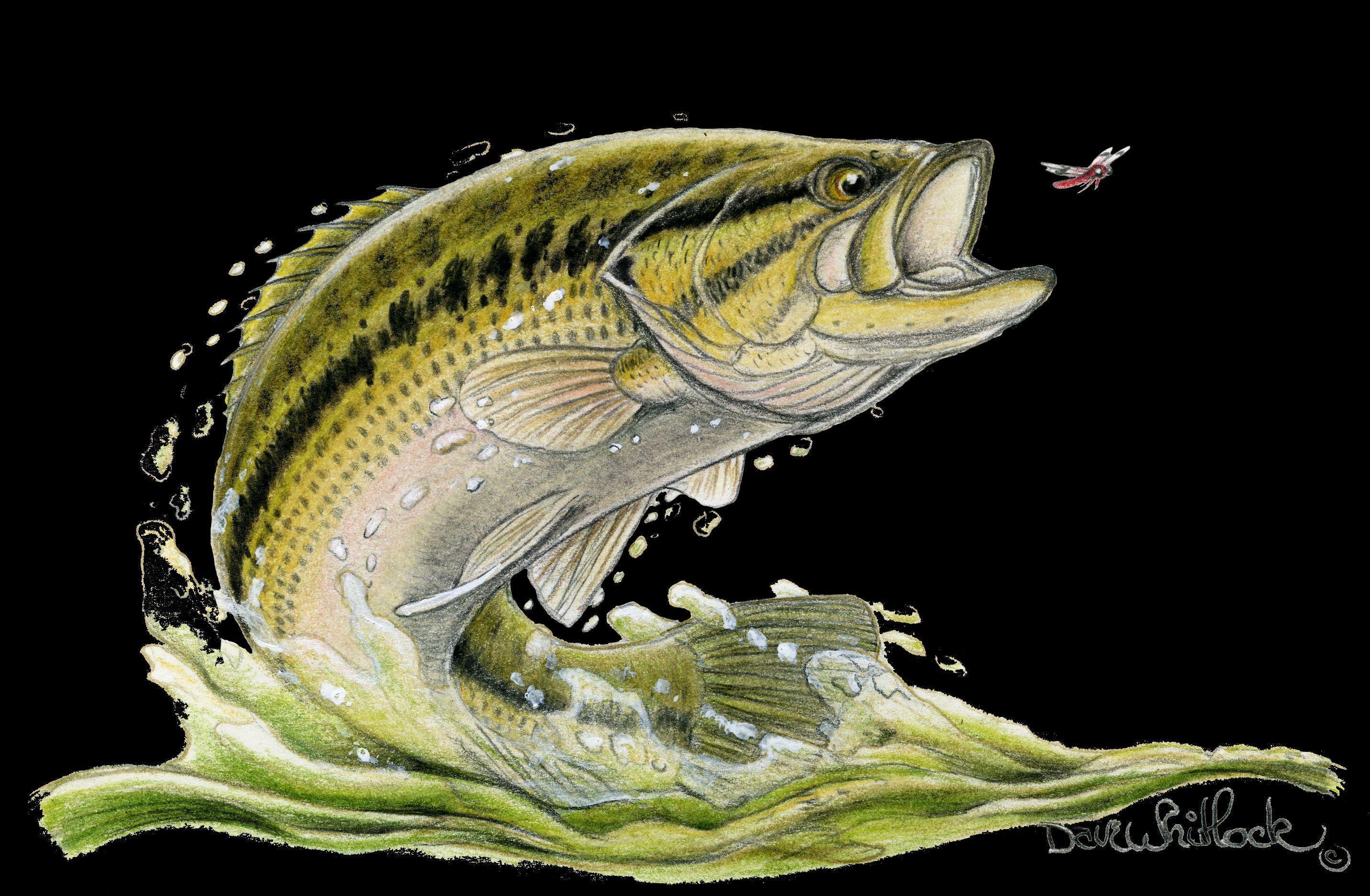 Fish Fly Decals Fly Fishing Gear Sage Fly Fishing
