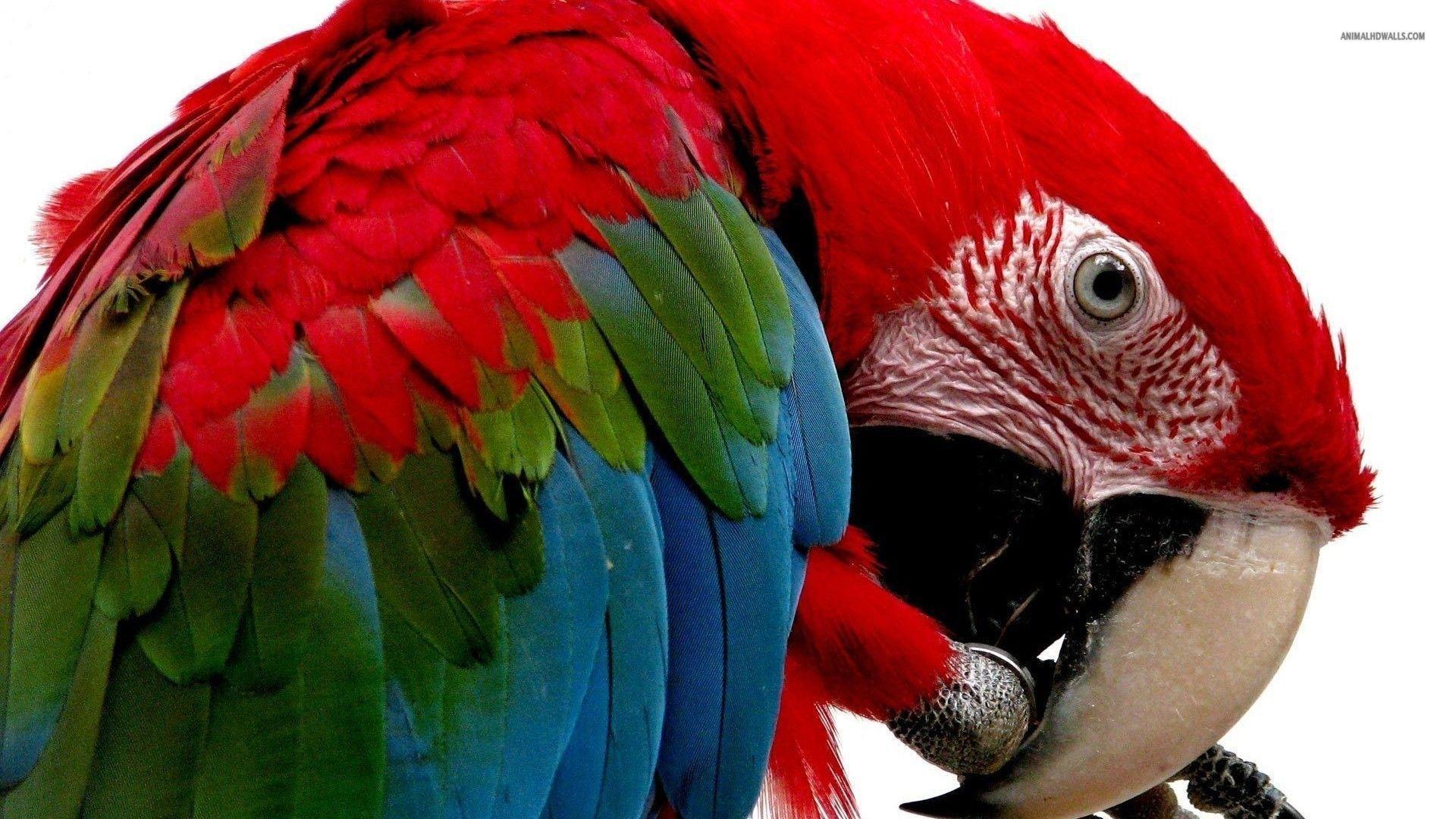 Scarlet Macaw HD Desktop Wallpaper