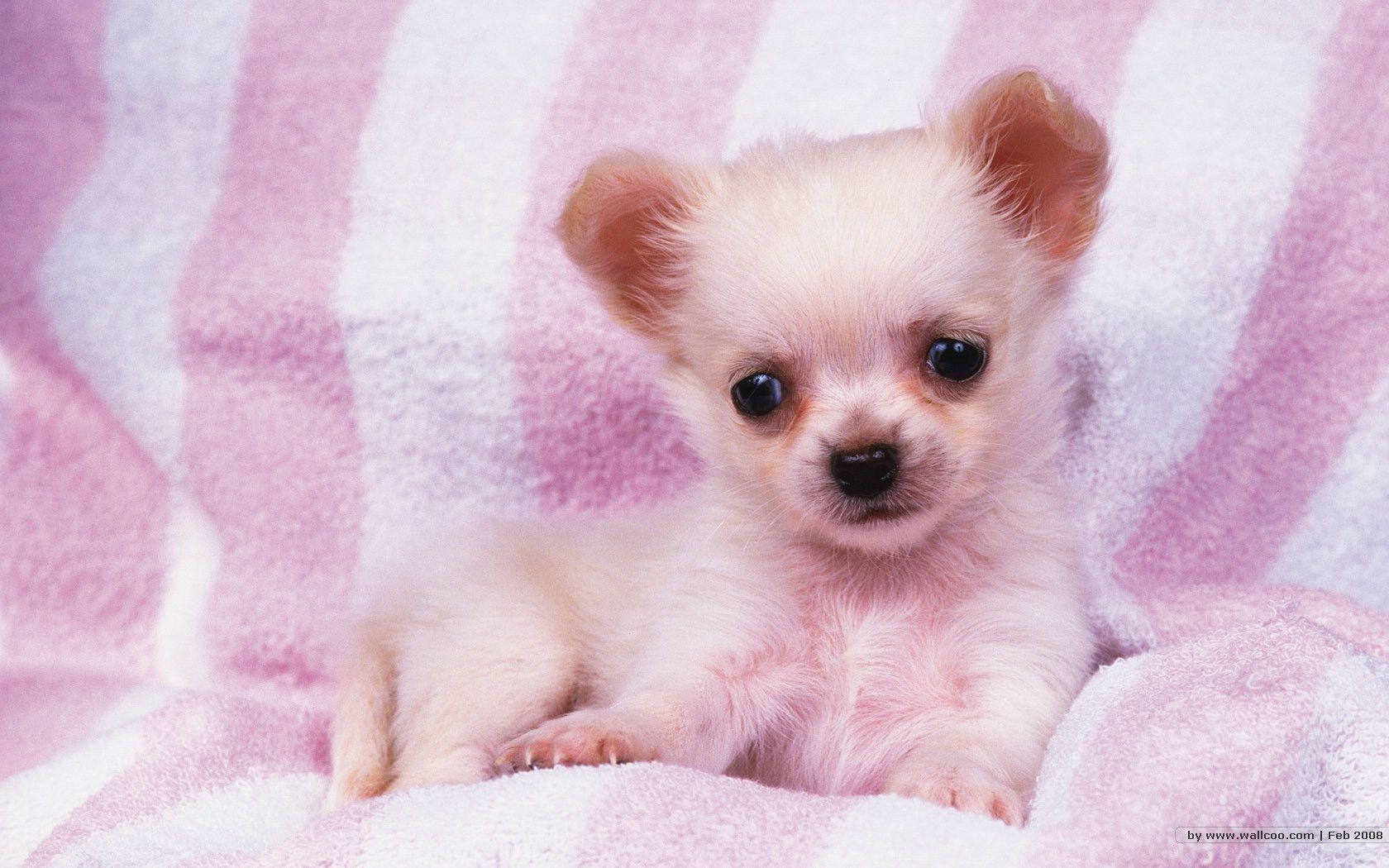 1680*1050 Lovely Puppy wallpaper / Lovely Puppies Photo