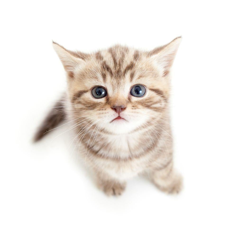 image For > Kitten Transparent Background