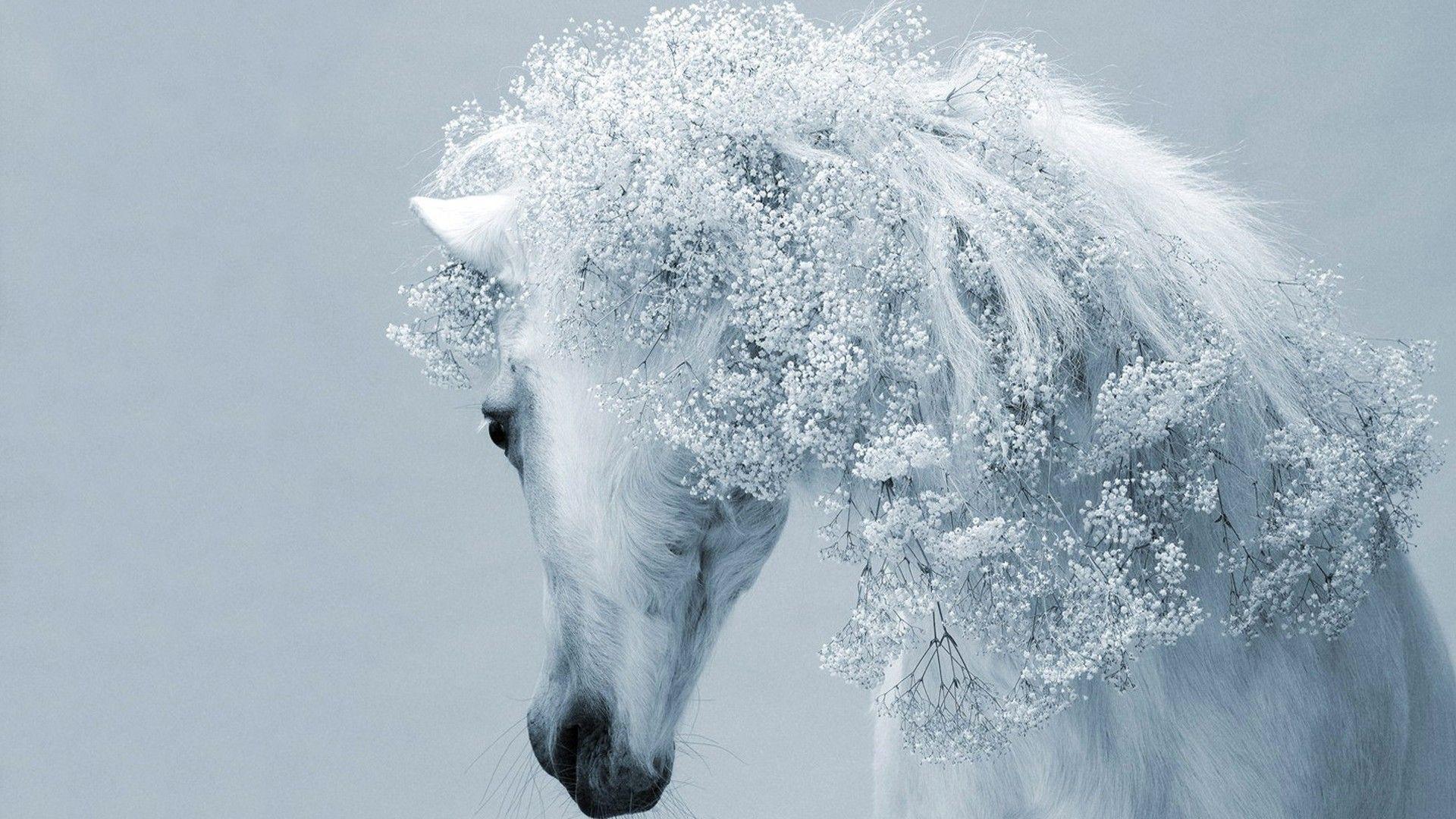 White Horse Wallpaper HD Horse Animal HD Free Wallpaper