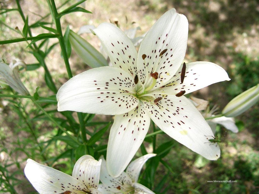 White Tiger Lily. Download HD Wallpaper