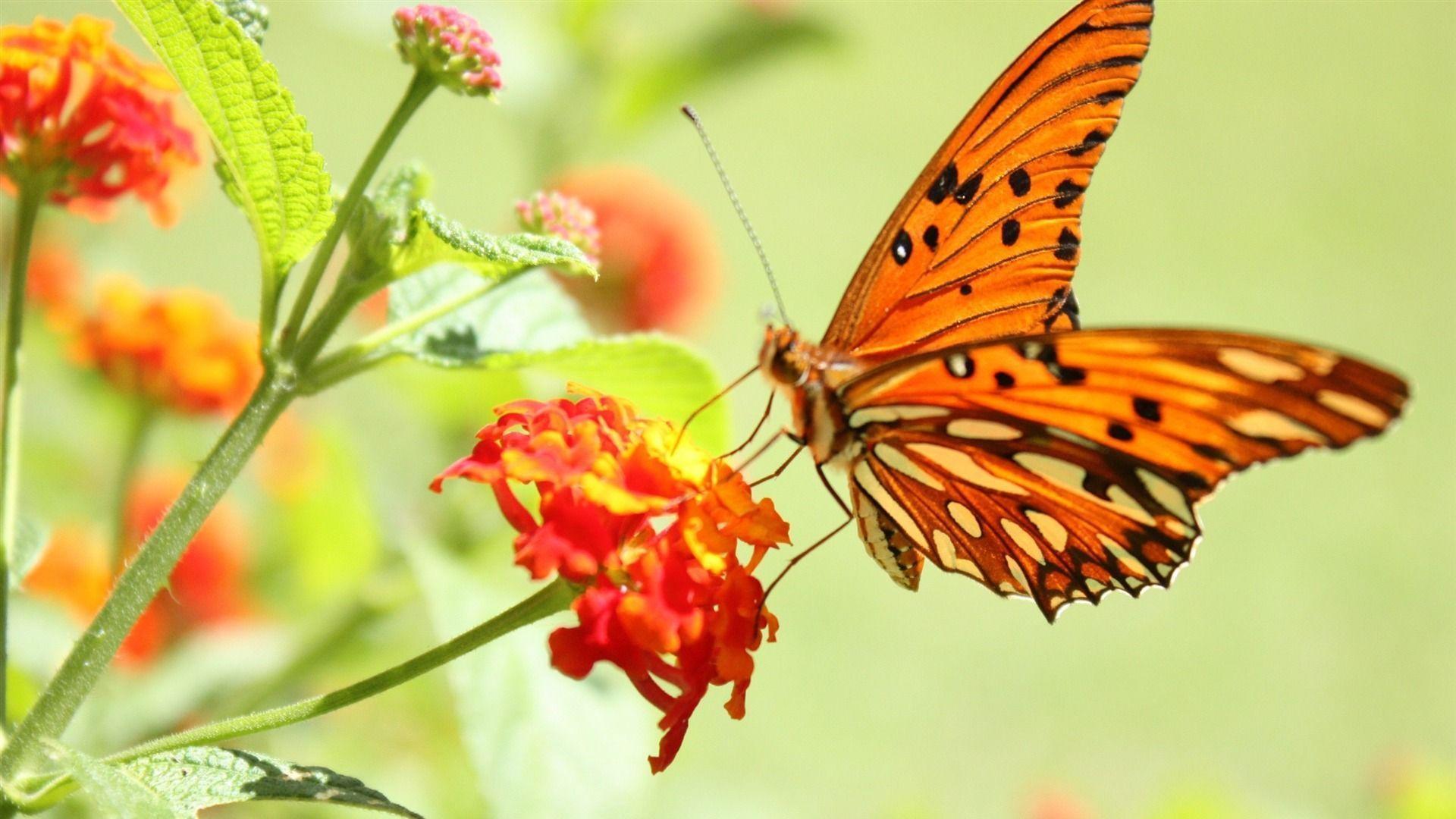 Butterfly and Flowers HD Wallpaper Nature. HD Wallpaper
