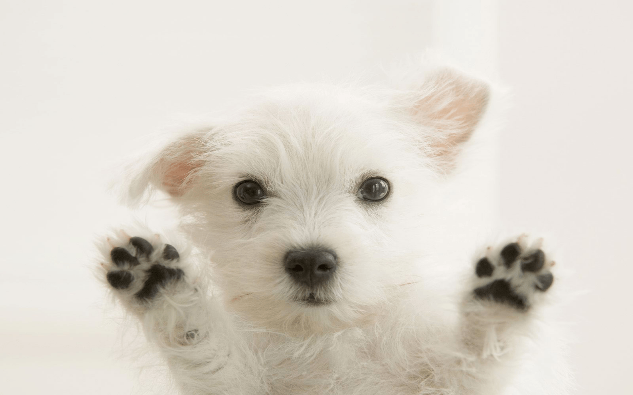 FreePhotoz Daily Wallpaper & Background Terrier Puppy