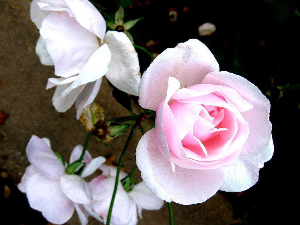 Free Wallpaper Flowers Beautiful Rose