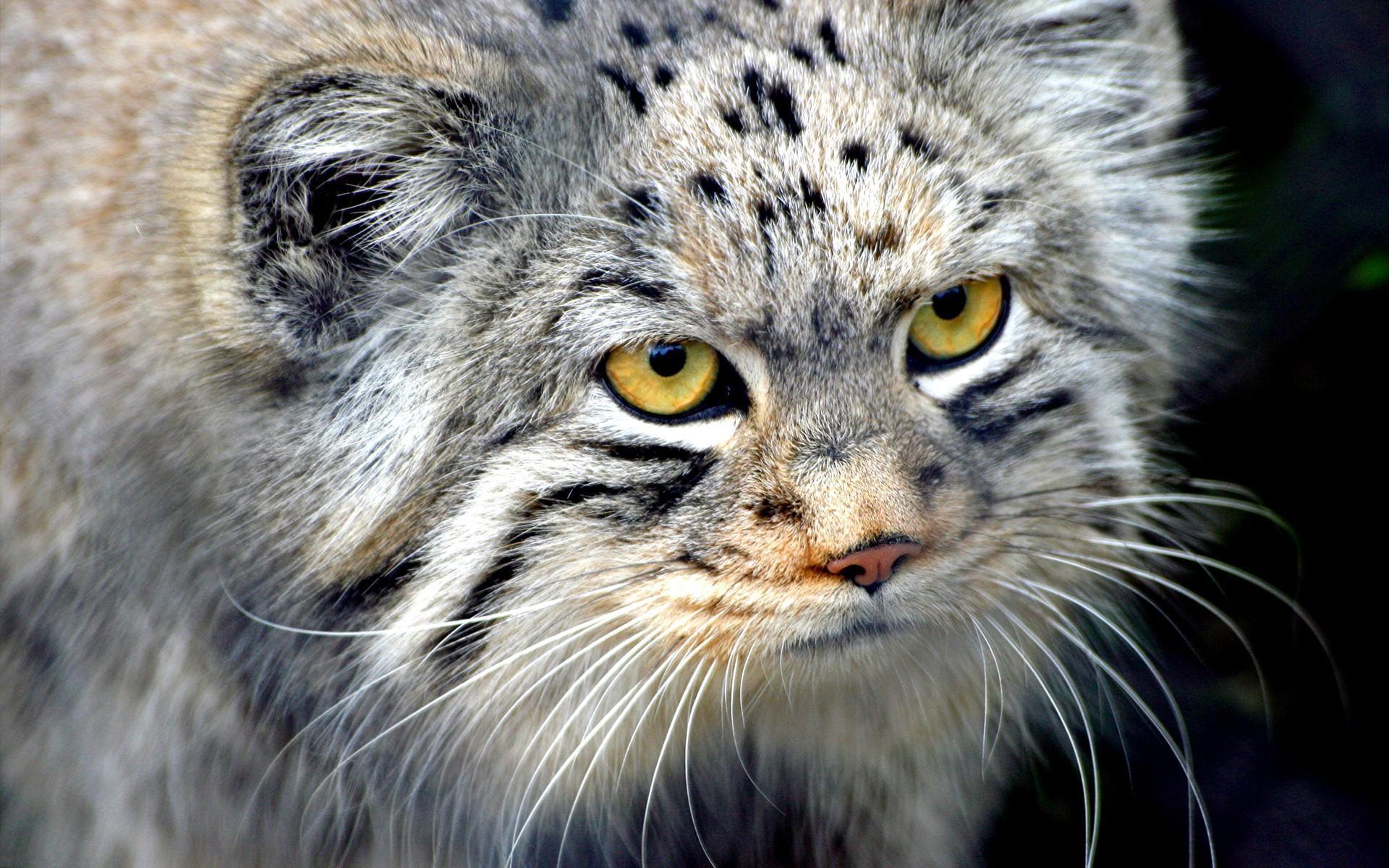 Desktop Wallpaper · Gallery · Animals · Exotic Wild Cat. Free