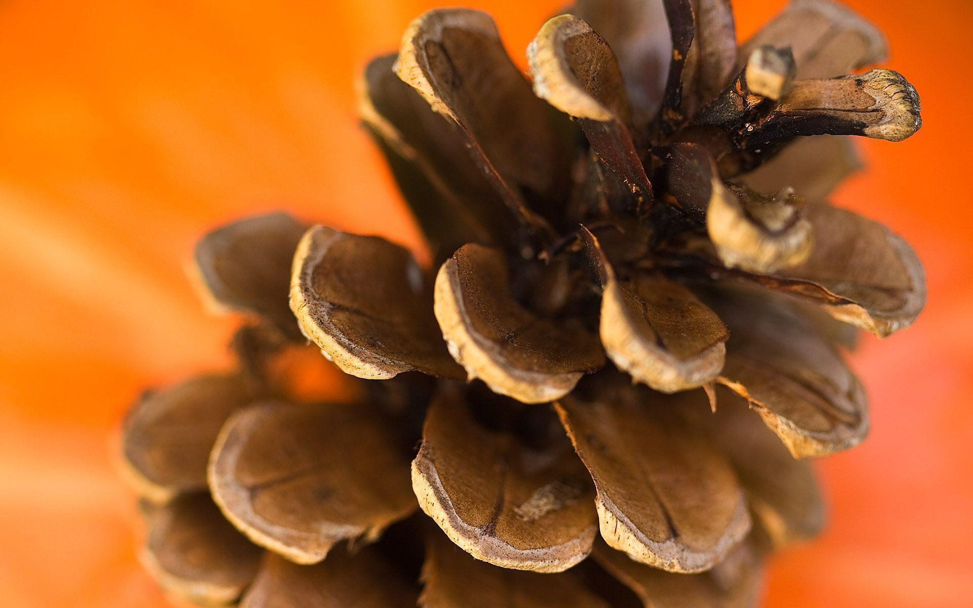 Pine Cone Desktop Wallpaper