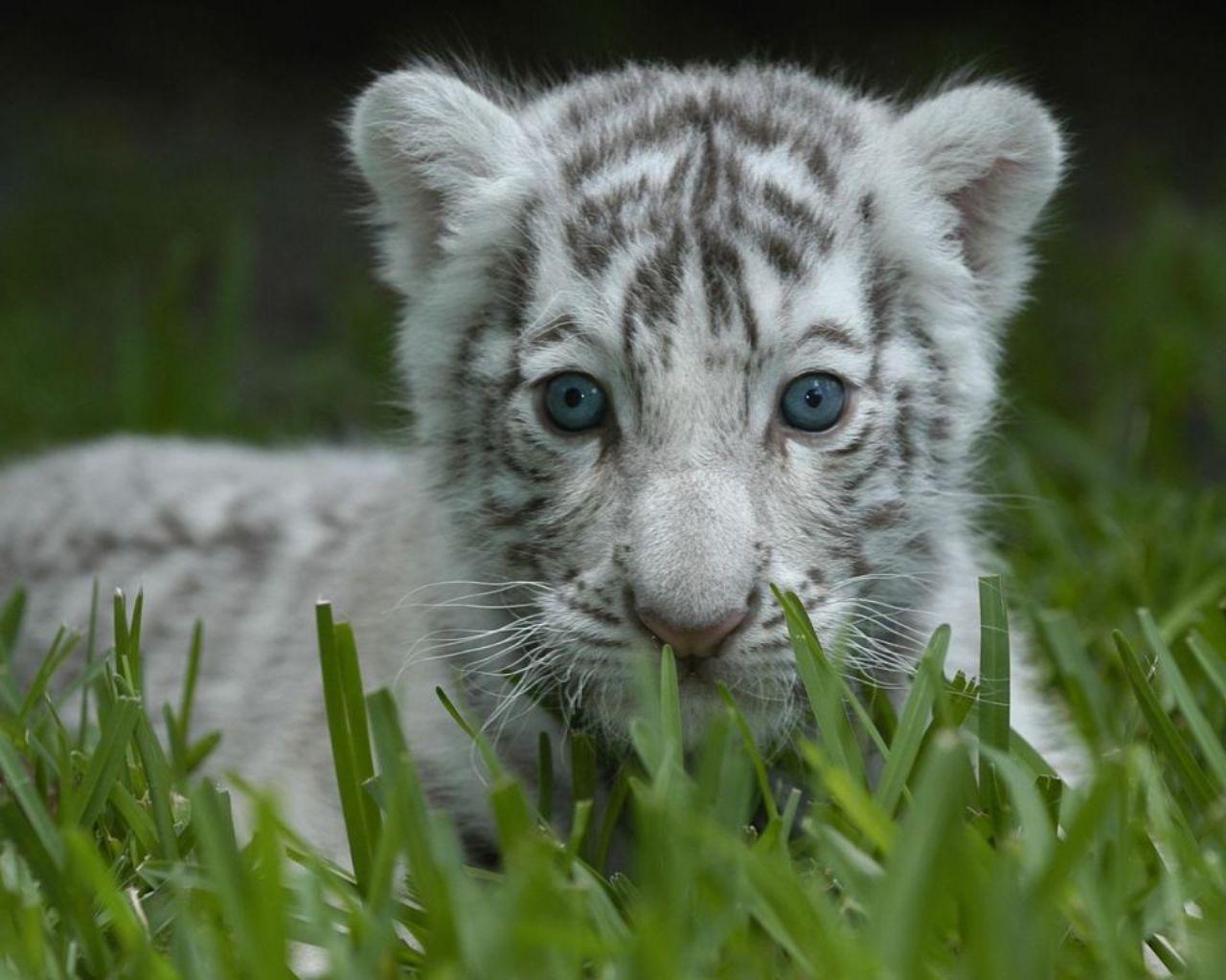 image For > Baby White Tiger Wallpaper