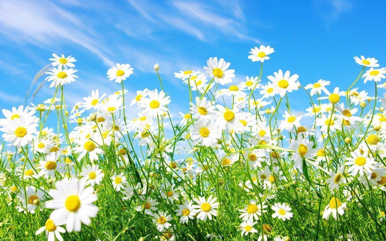 Related Picture Daisies Background Wallpaper Picture Photo