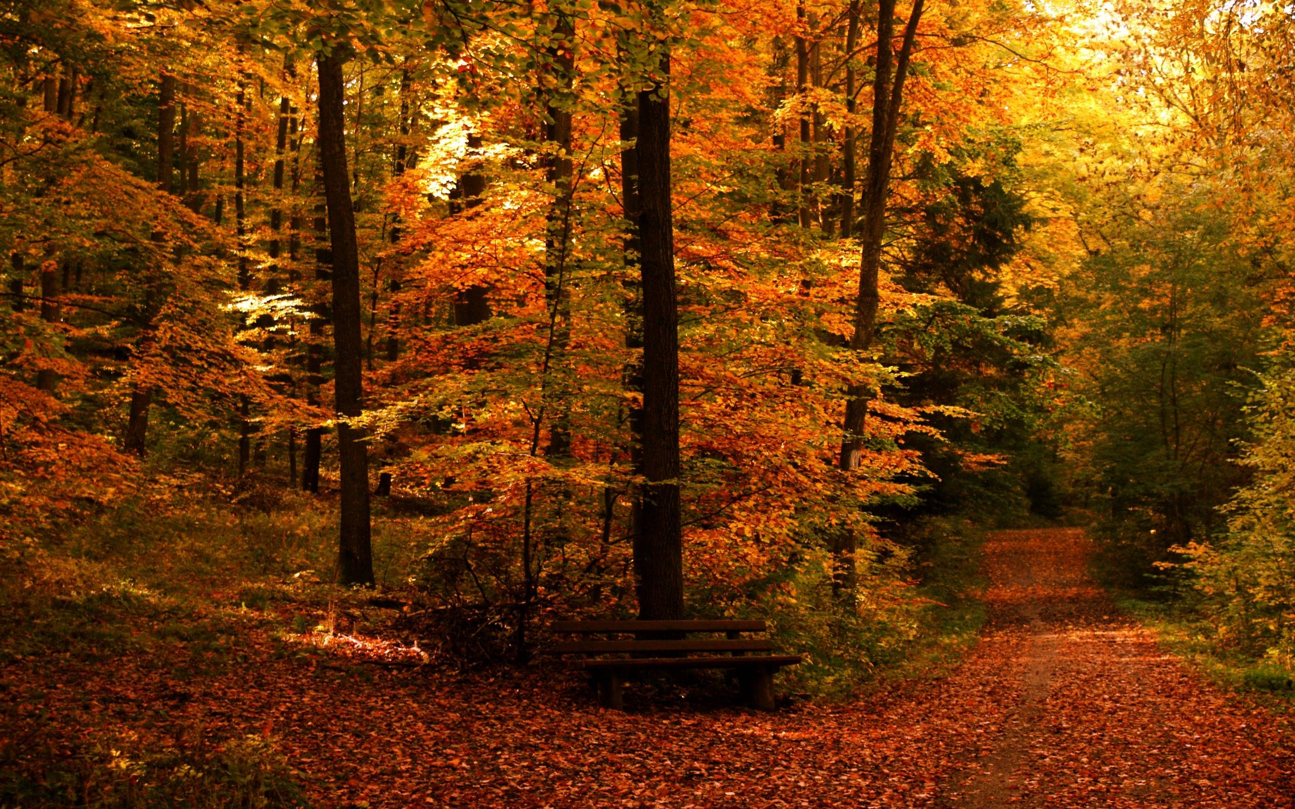 Pin Free Autumn Landscaper Computer Desktop Wallpaper Fall Bright