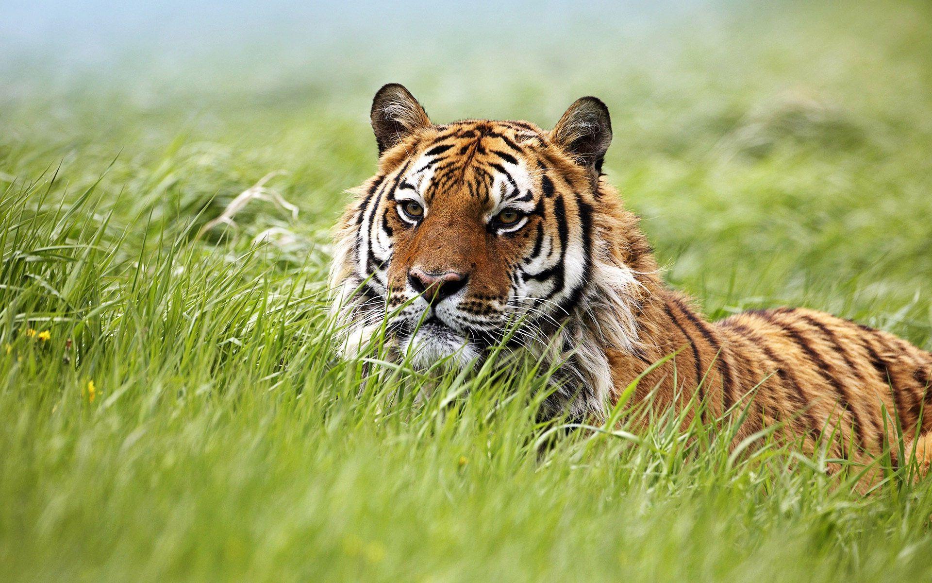 AmazingPict.com. Tag. siberian tiger wallpaper
