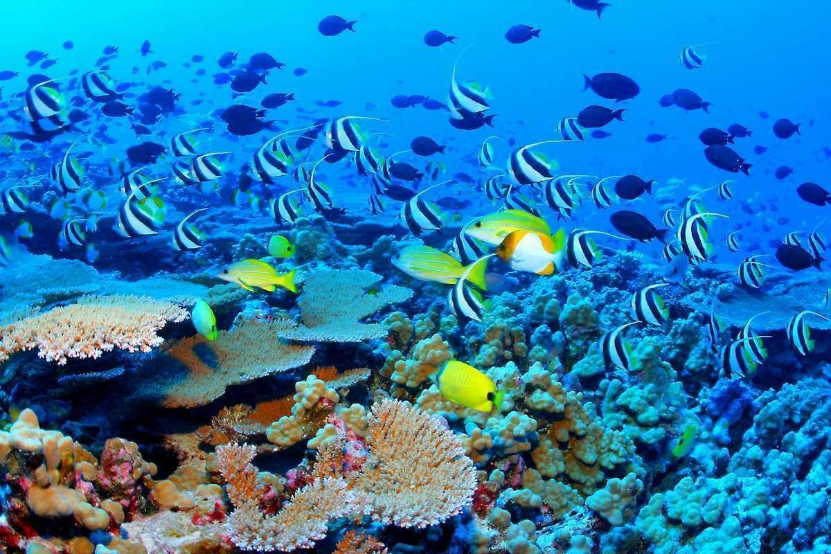 Great Barrier Reef Wallpaper, HD Wallpaper