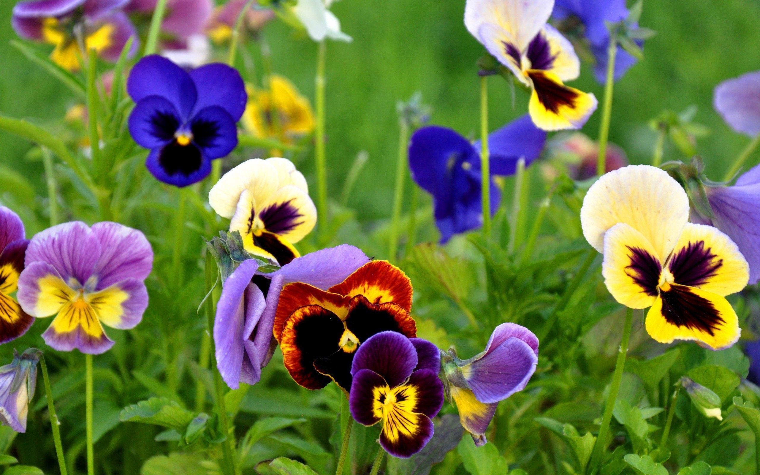 Pansy flowers wallpaper and image, picture, photo