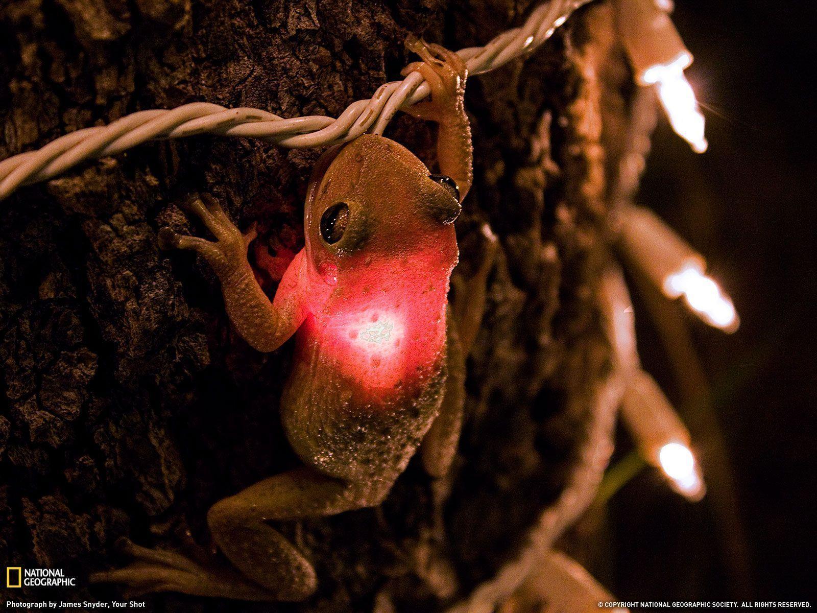 Cuban Tree Frog, Florida