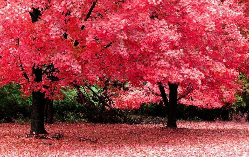 Wonderful Red Color Tree HD Wallpaper