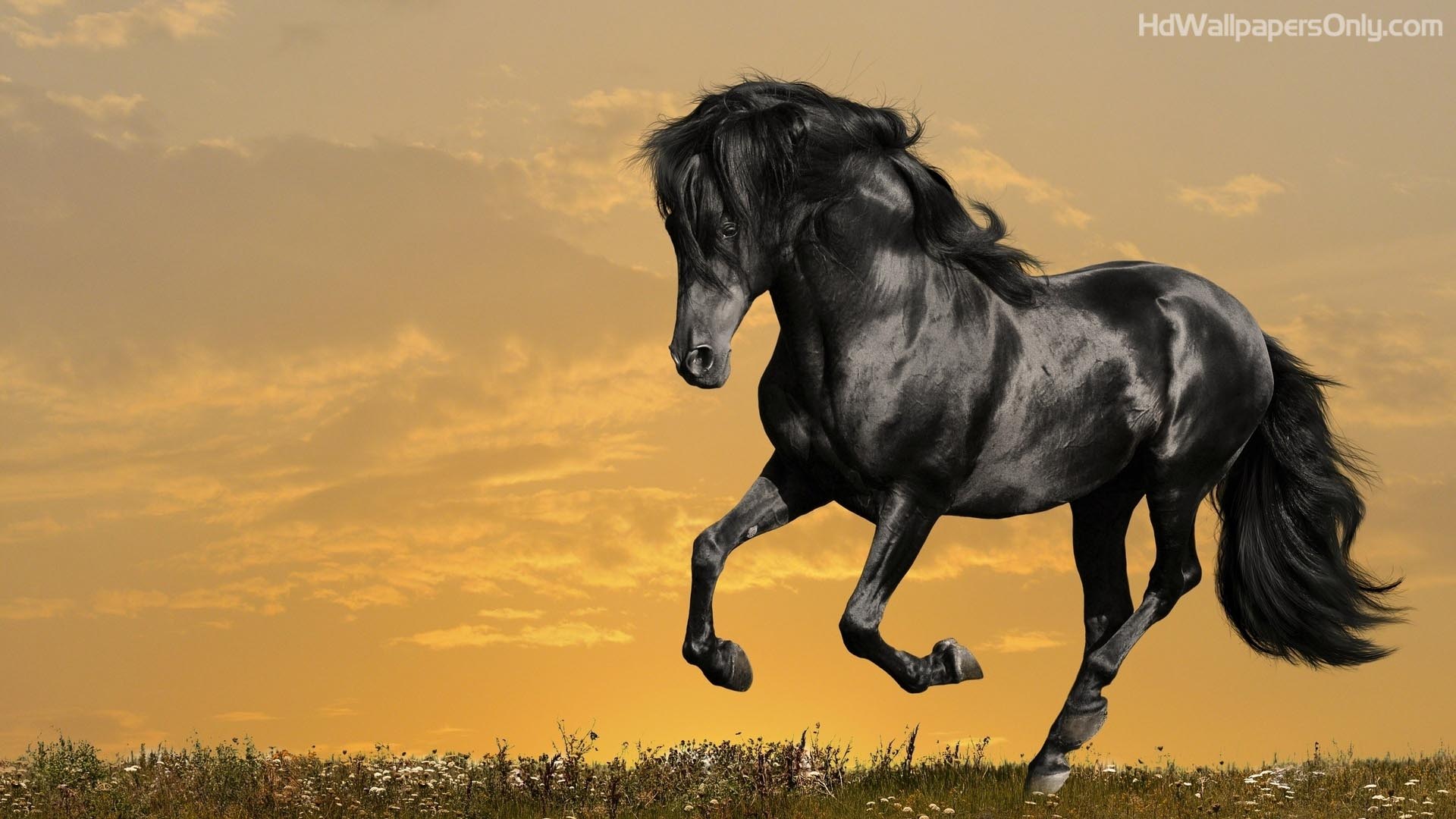 Beautiful Horse HD Wallpaper Car Picture