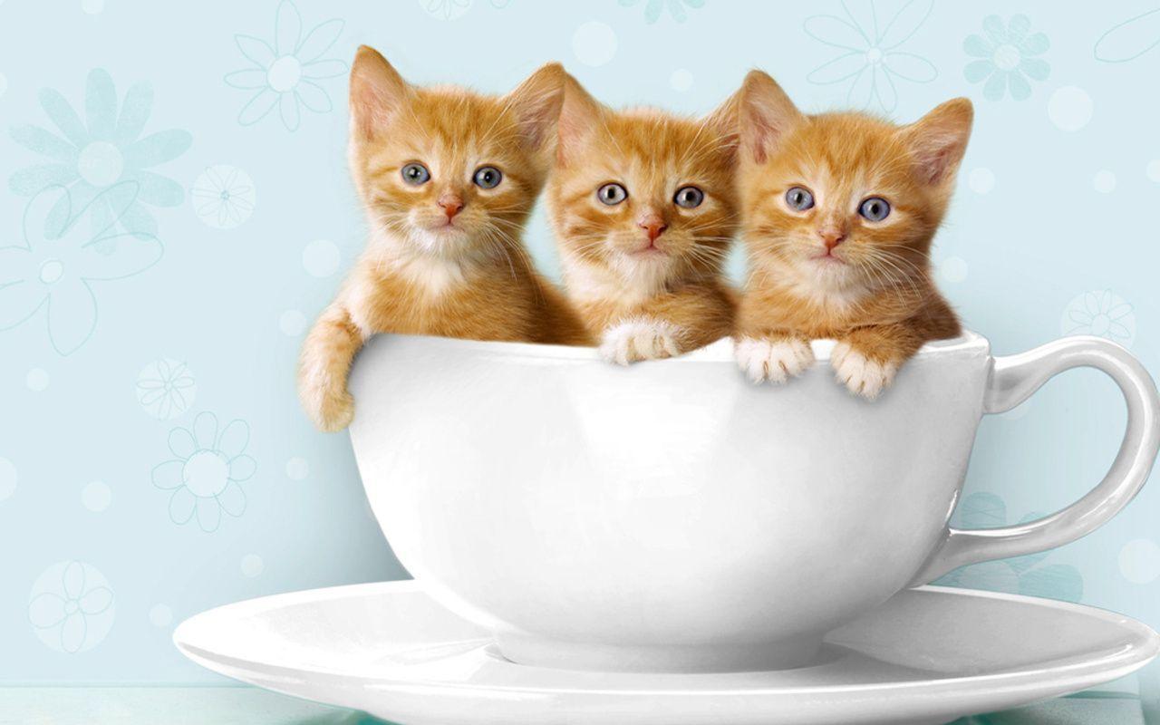 Cute Kittens in Cups HD Wallpaper For Desktop Background