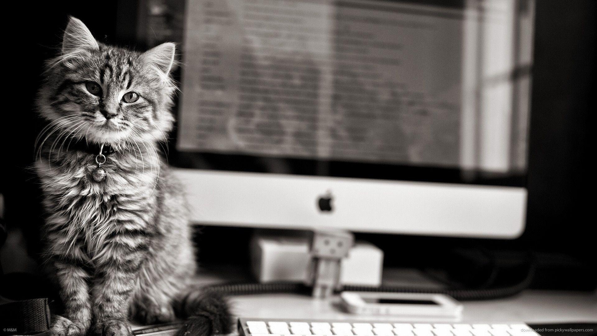 HD Cute Cat And IMac Wallpaper