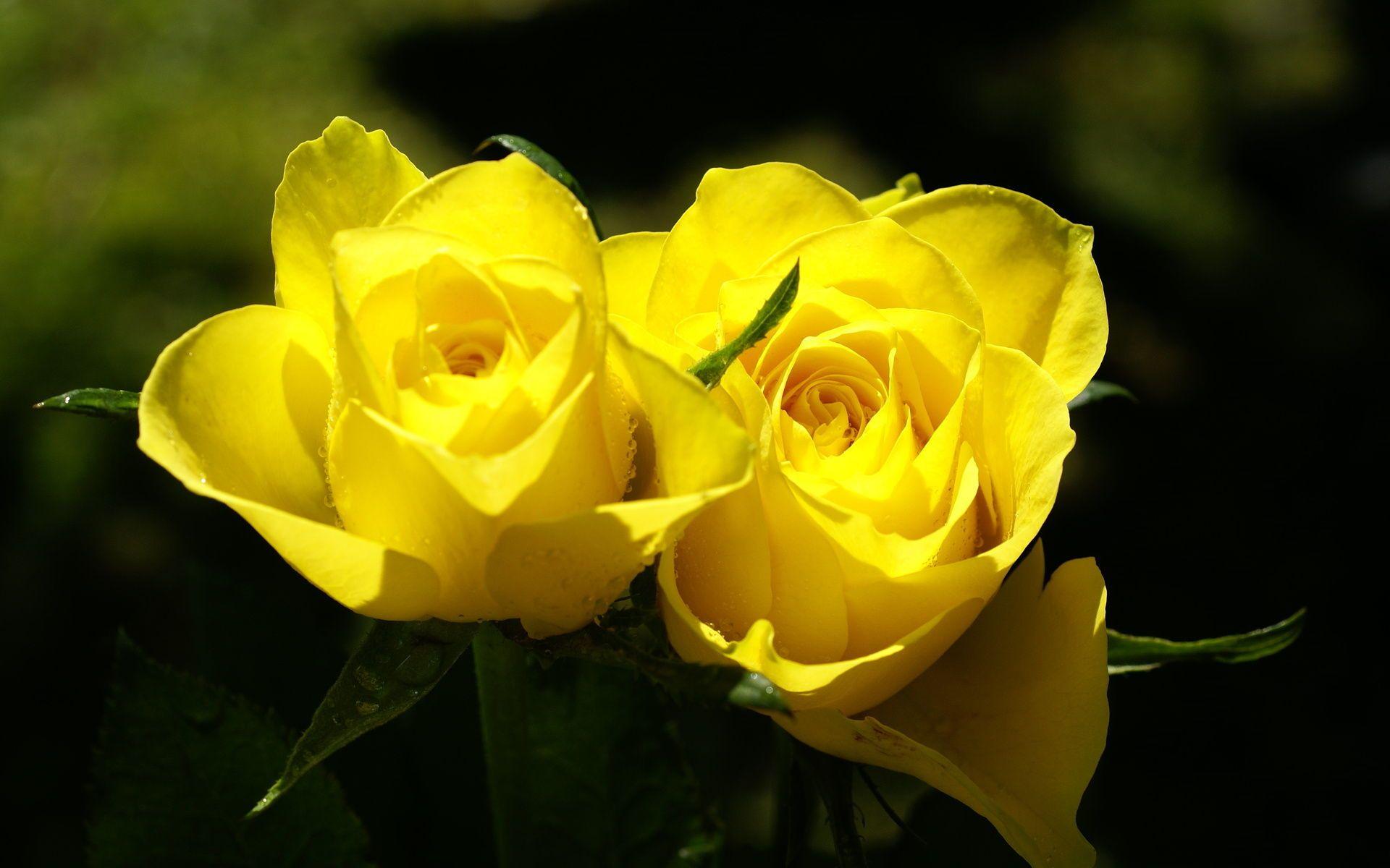 Flowers For > Yellow Roses Flowers Wallpaper
