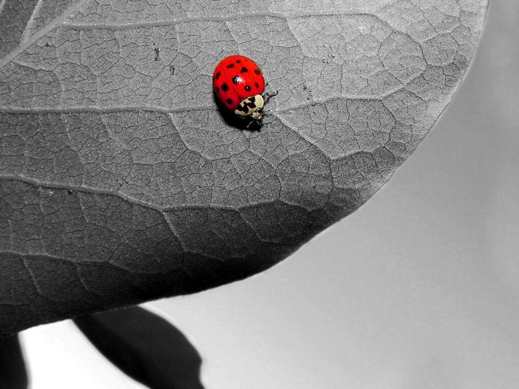 image For > Ladybug Wallpaper Black