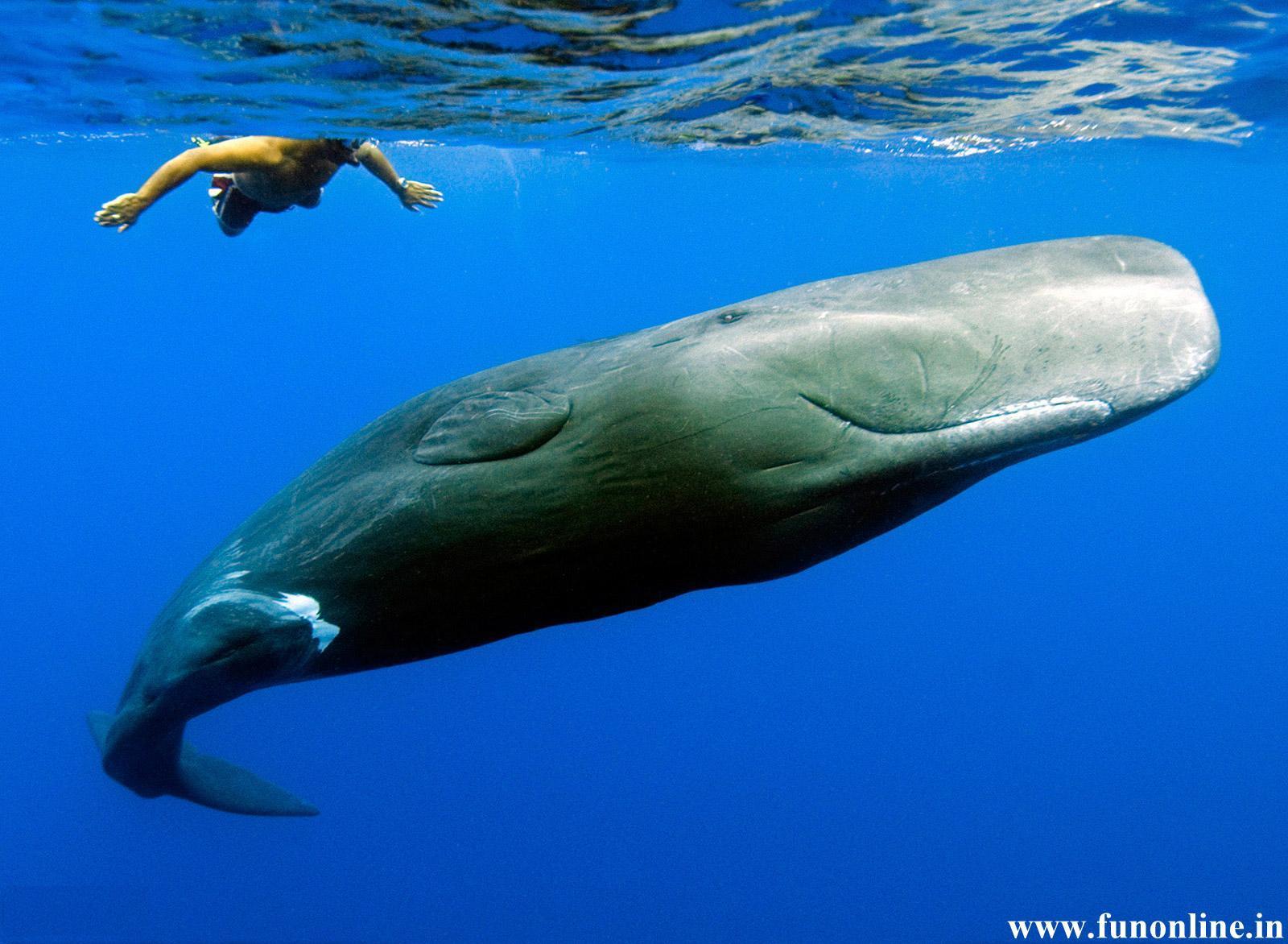 Sperm Whale Wallpaper for Widescreen blue whale 30620/ Wallpaper