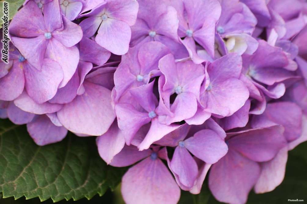 Purple Flowers Background & Myspace Background