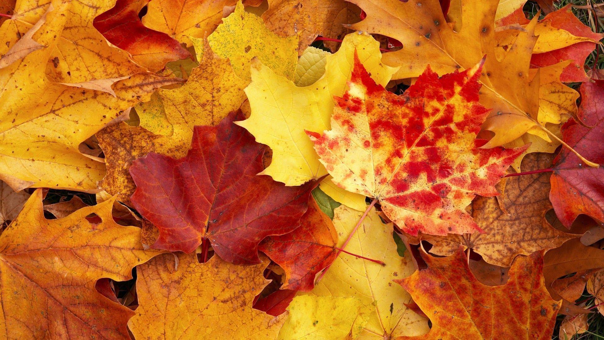 HD Beautiful Fall Leaves Wallpaper HD Desktop Background
