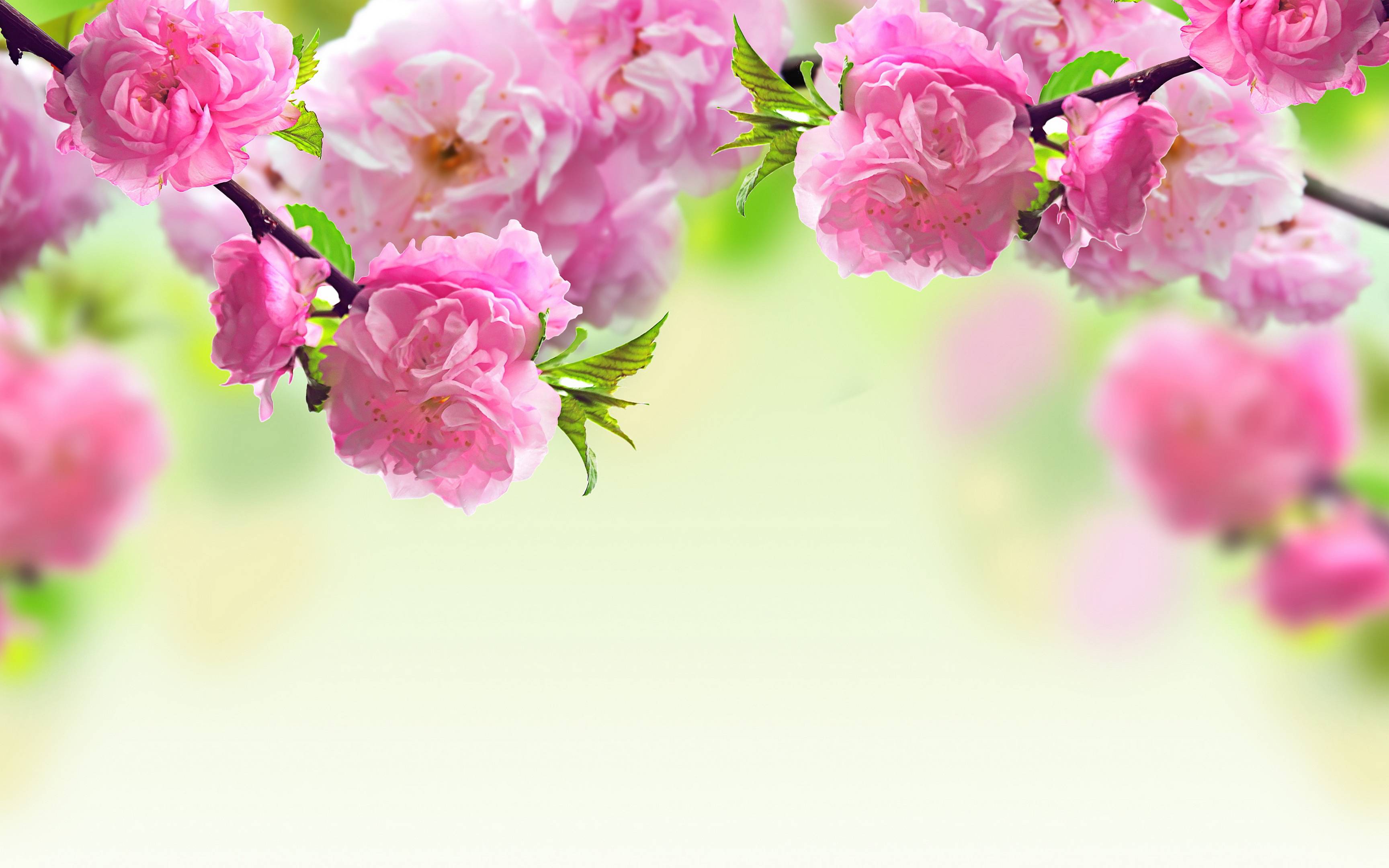 Spring flowers background Wallpaper