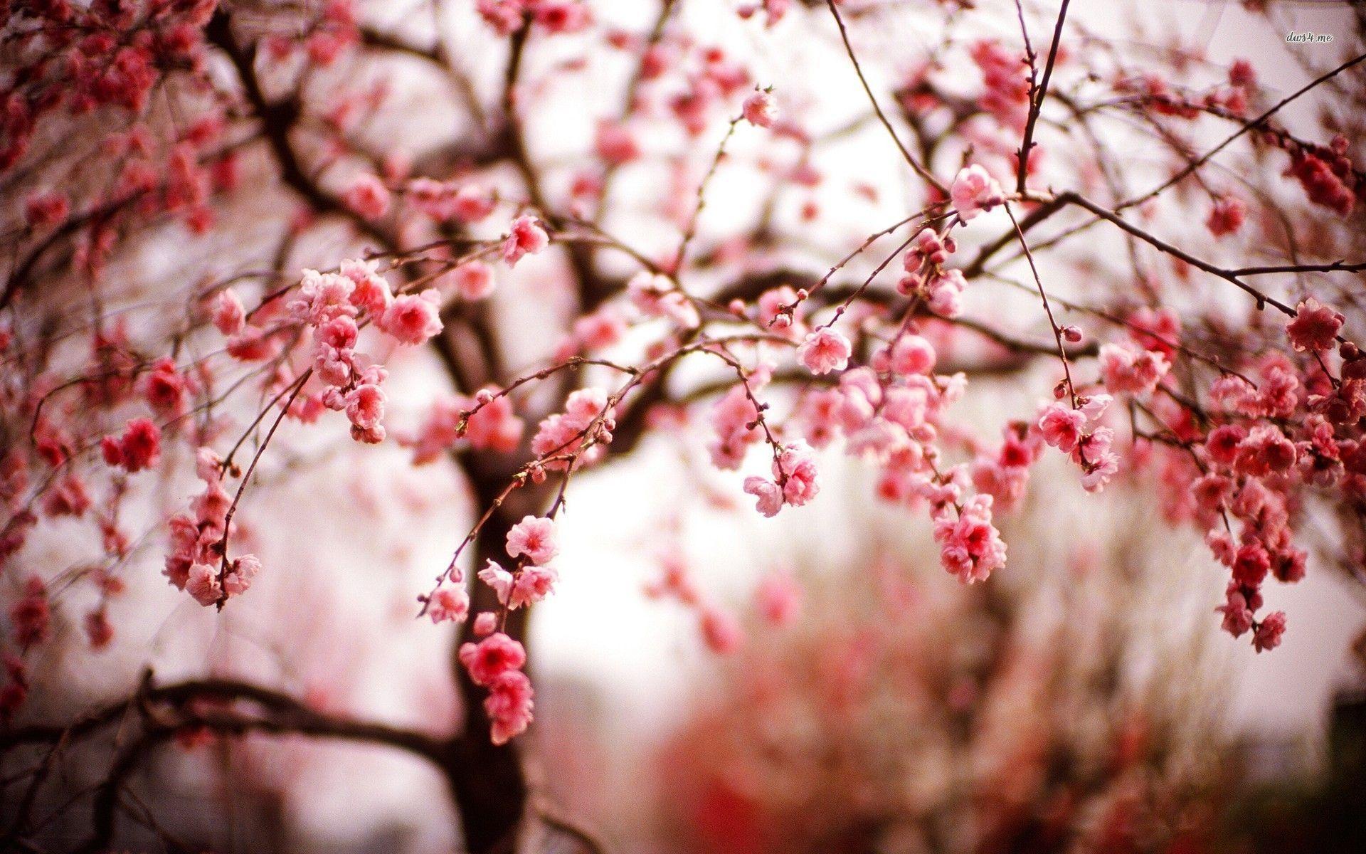 Cherry Blossom Flower HD Free Wallpaper HD Desktop Wallpaper Car