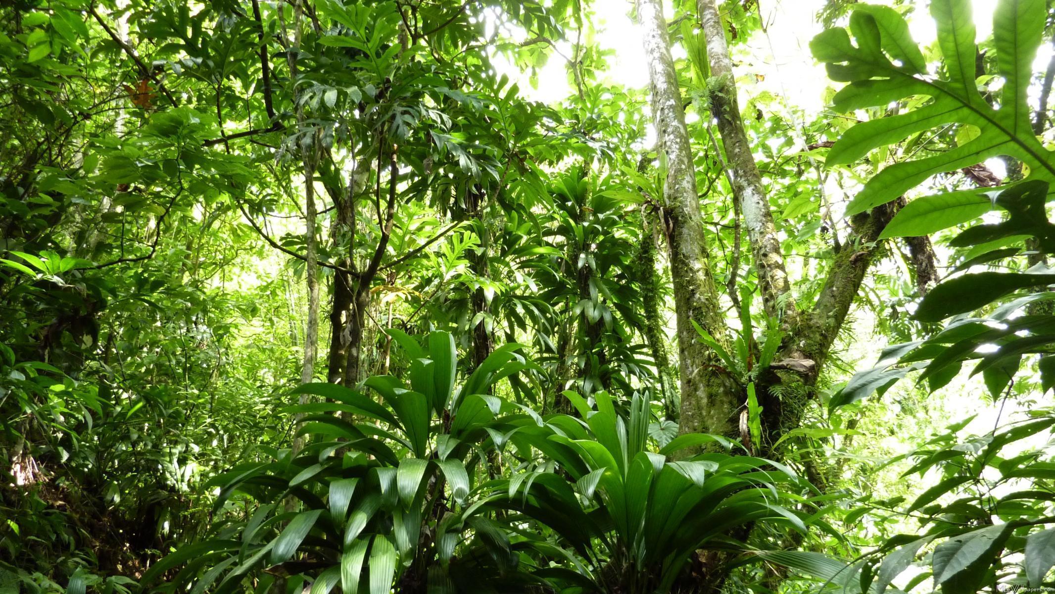 image For > Rainforest Background
