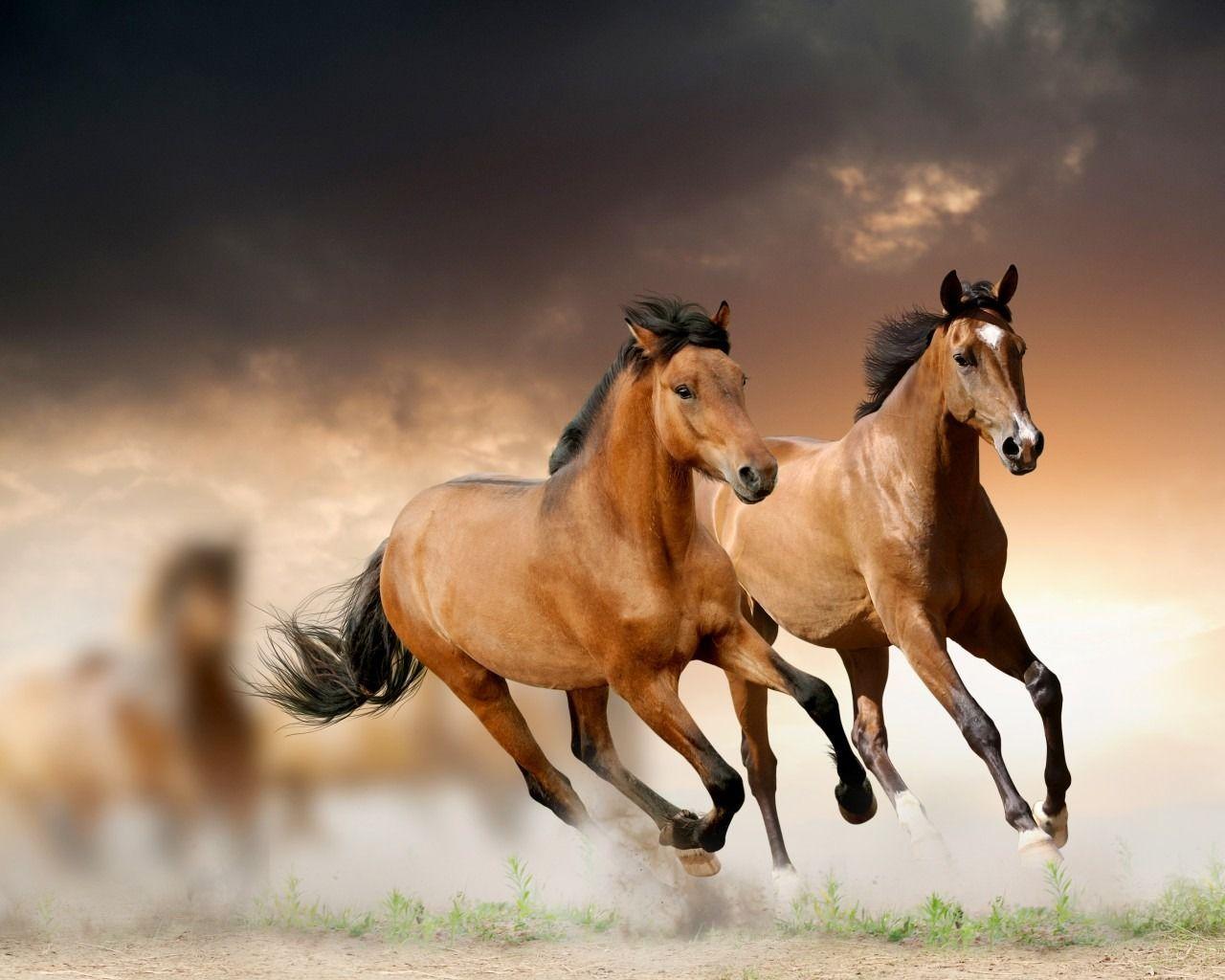 Beautiful Horses Wallpaper. Wallpaper HD. HD Desktop Background