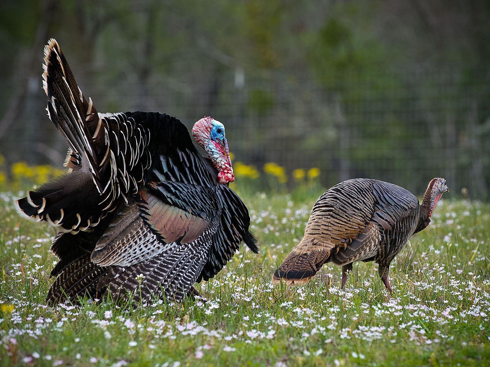 Great Turkey Desktop Wallpaper in the world Check it out now 