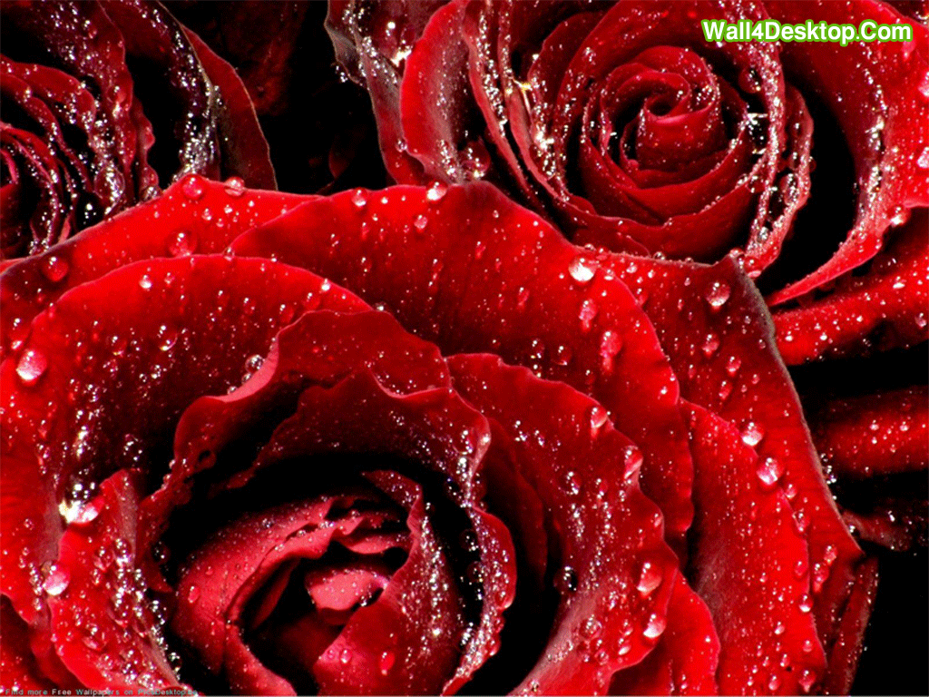 Red Rose Flowers HD Picture 4 HD Wallpaper