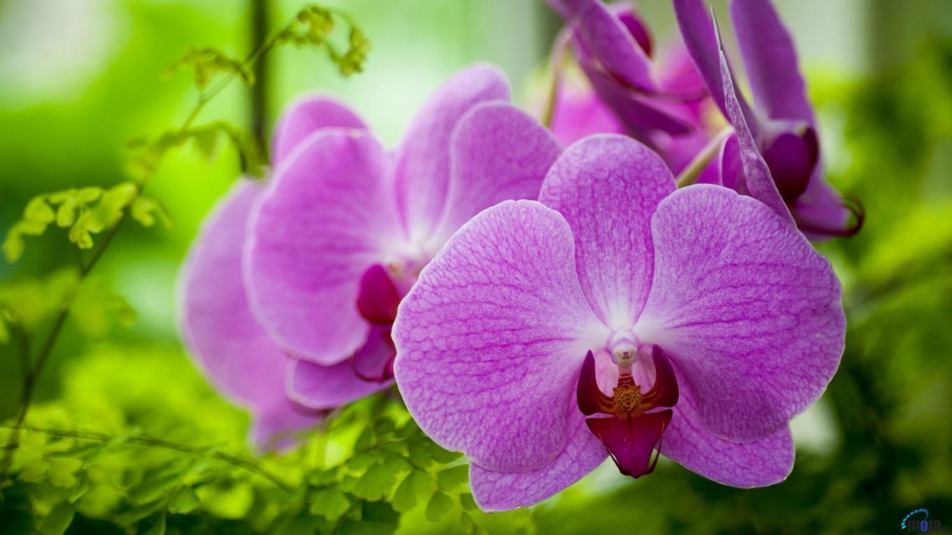Purple purple orchids x 768