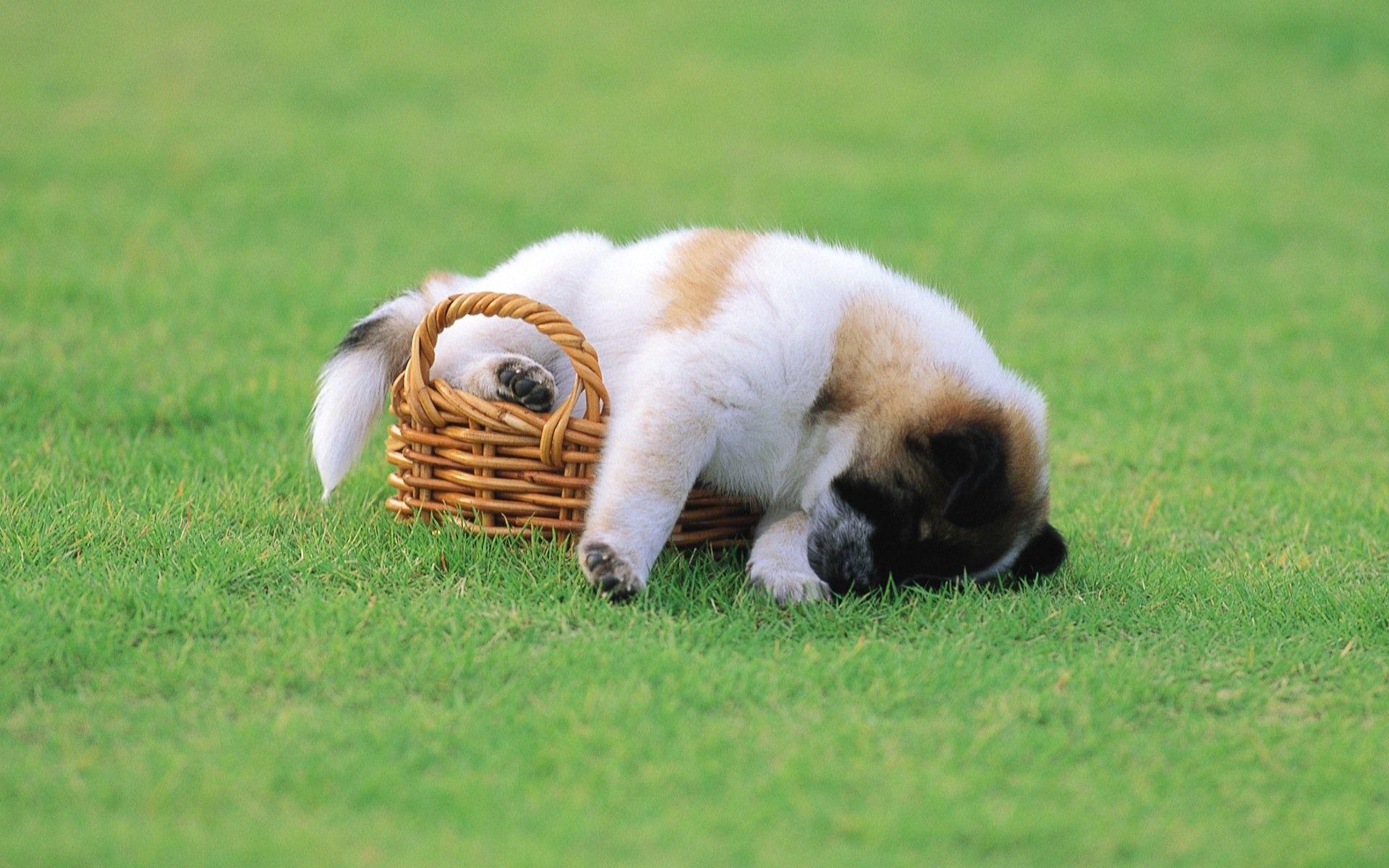 Cute Puppy Sleeping « Desktop Background Wallpaper HD