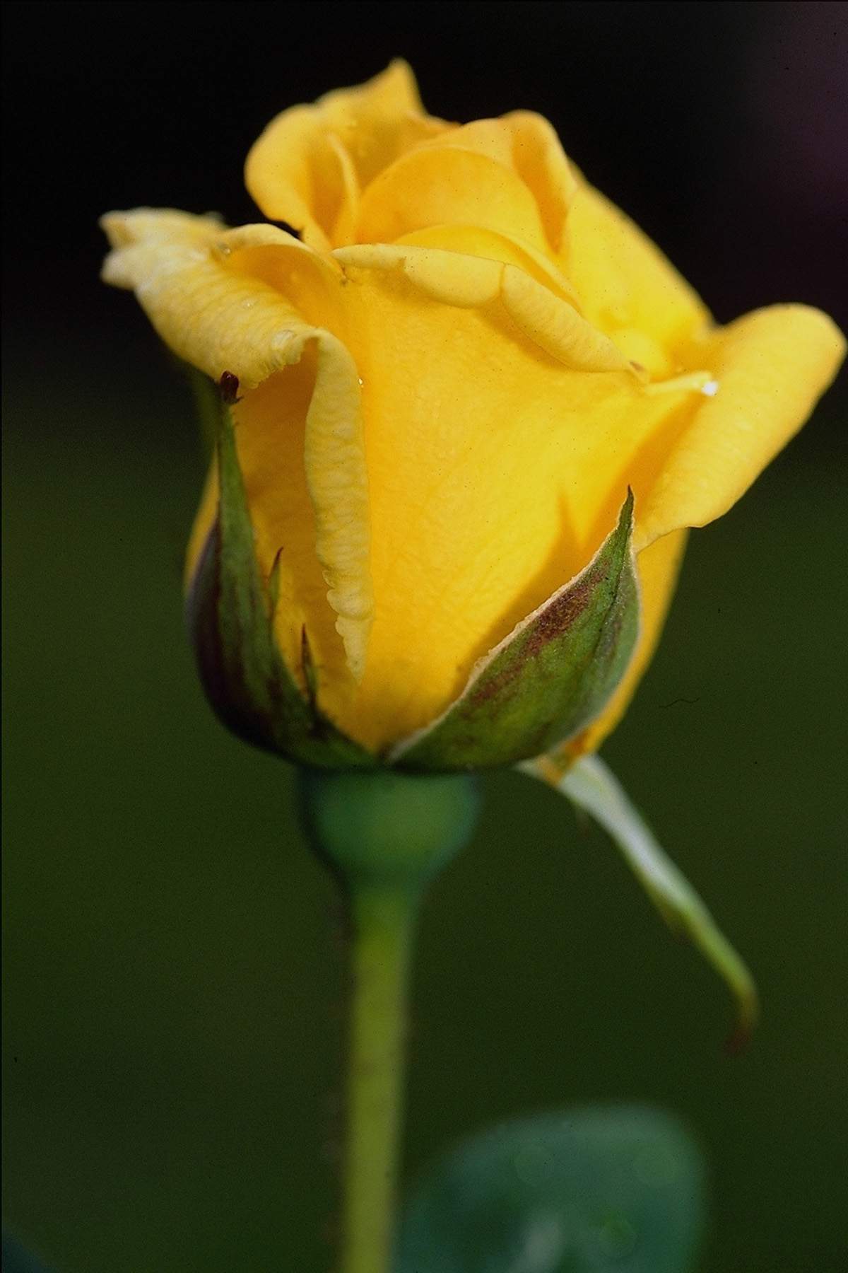 Beautiful Yellow Rose Flowers Wallpaper Image & Picture