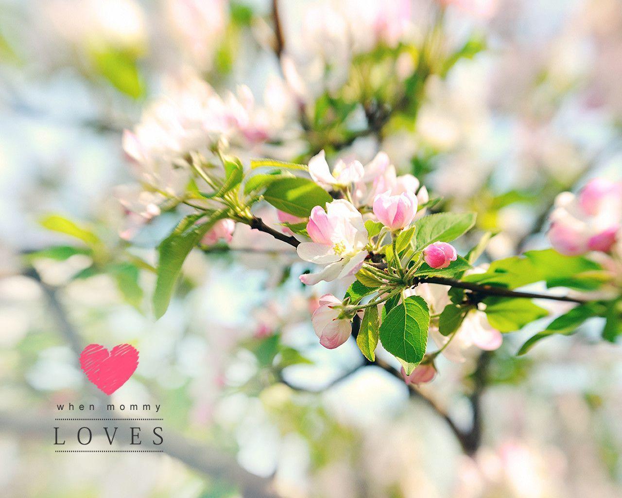 Apple Blossom Wallpapers - Wallpaper Cave