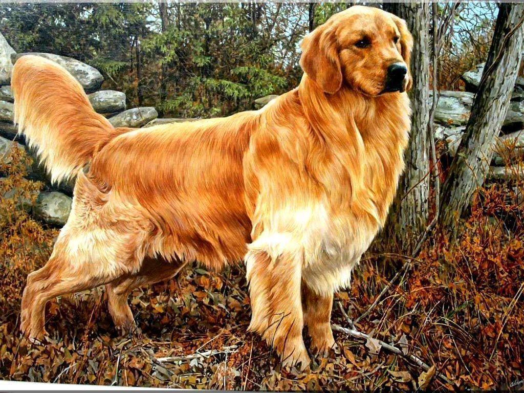 Golden Retriever Dogs wallpaper Wallpaper Inn