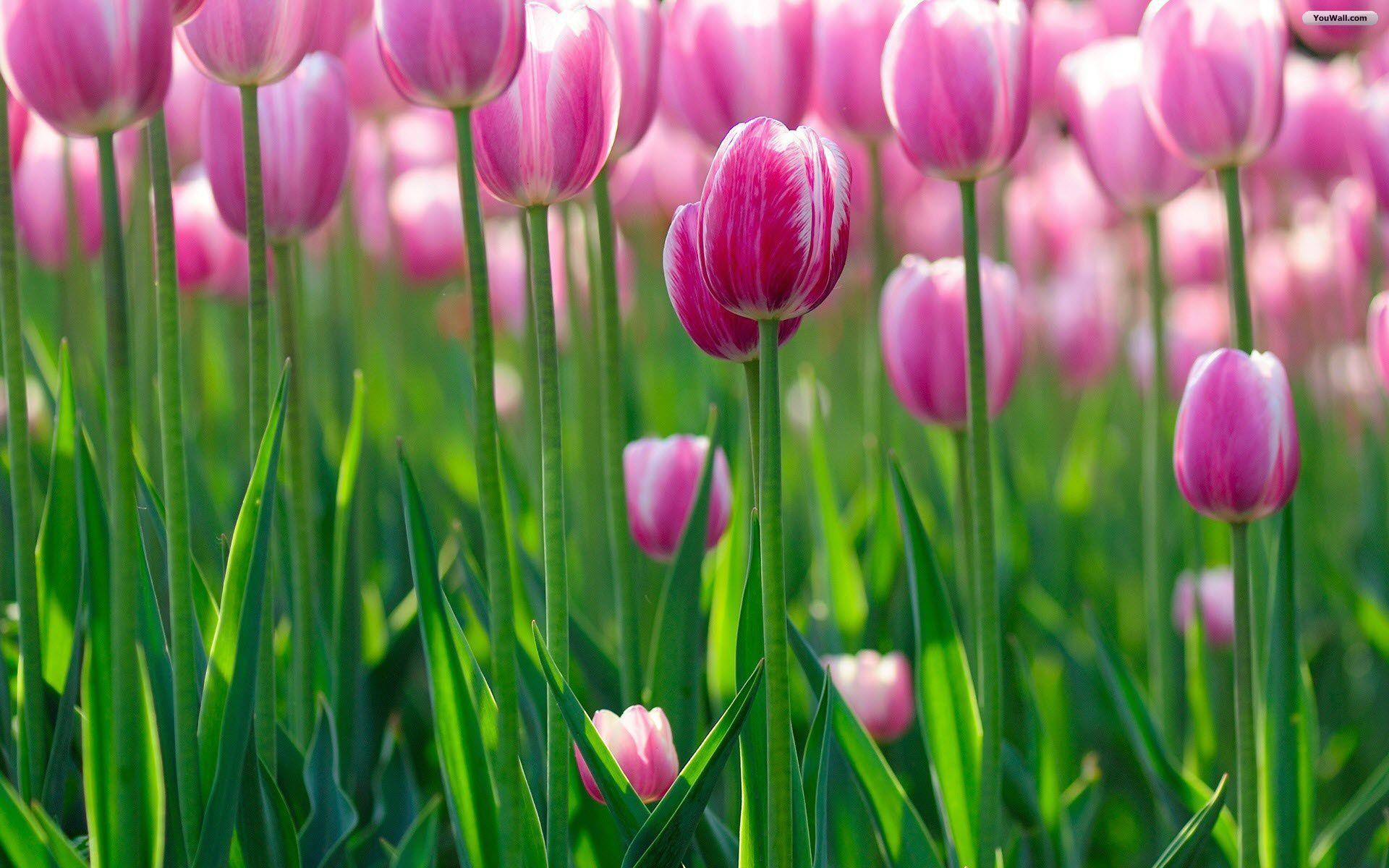Pink Tulips HD wallpaper. HD Wallpaper Spy