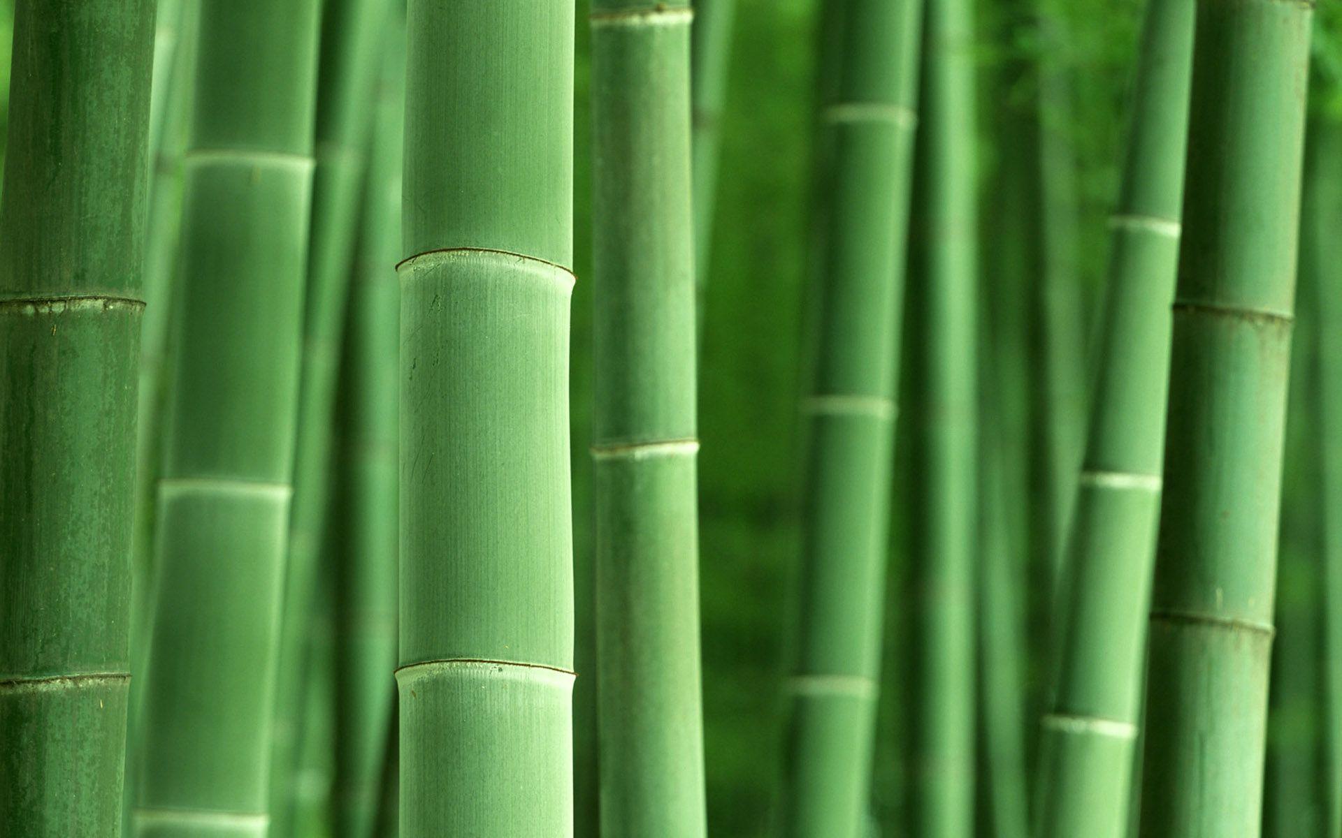 Bamboo 6 desktop wallpaper
