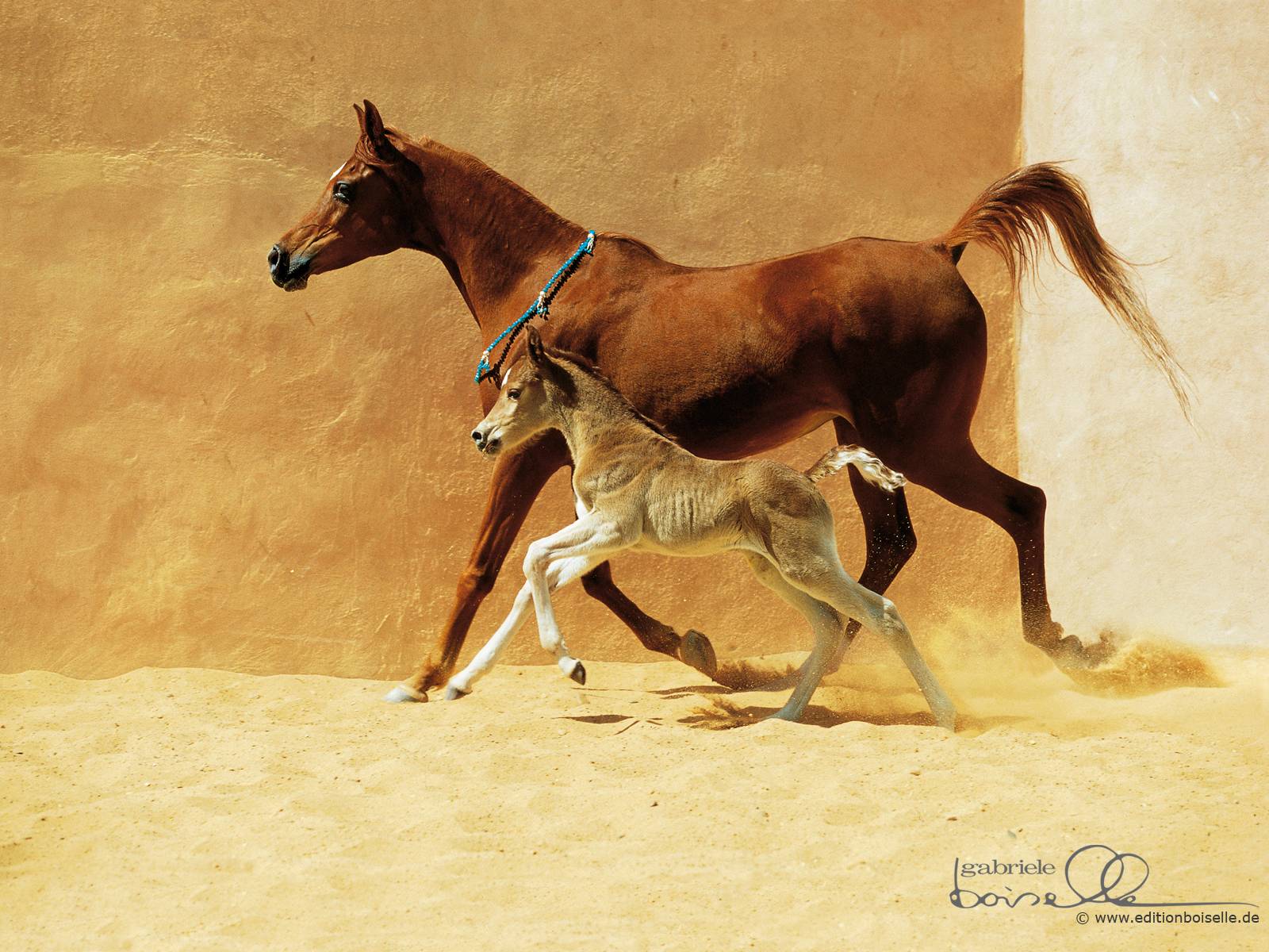 Arabian Horse HD Wallpaper. Horse Desktop Wallpaper. Cool