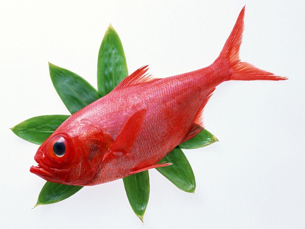 image For > Redfish Clipart