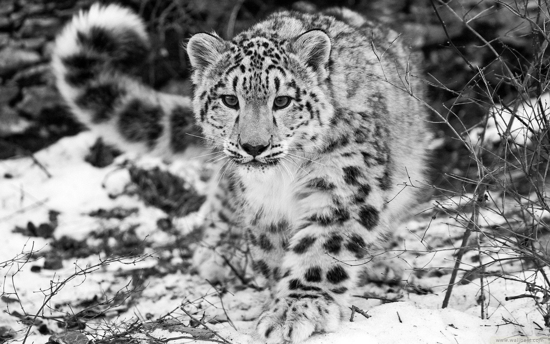 image For > Leopard Background