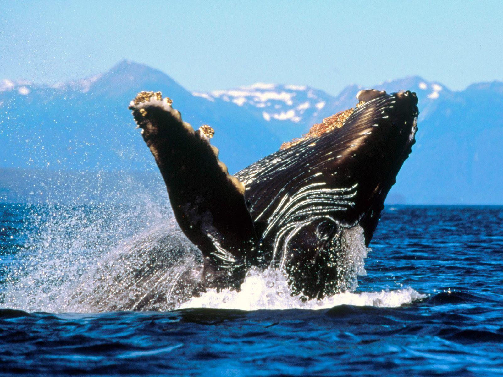 Free HQ Humpback Whale Alaska Wallpaper HQ Wallpaper