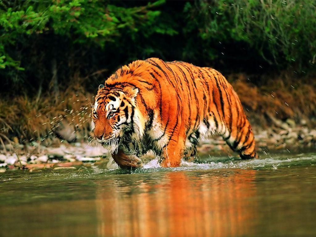Animals For > Siberian Tiger Wallpaper Desktop