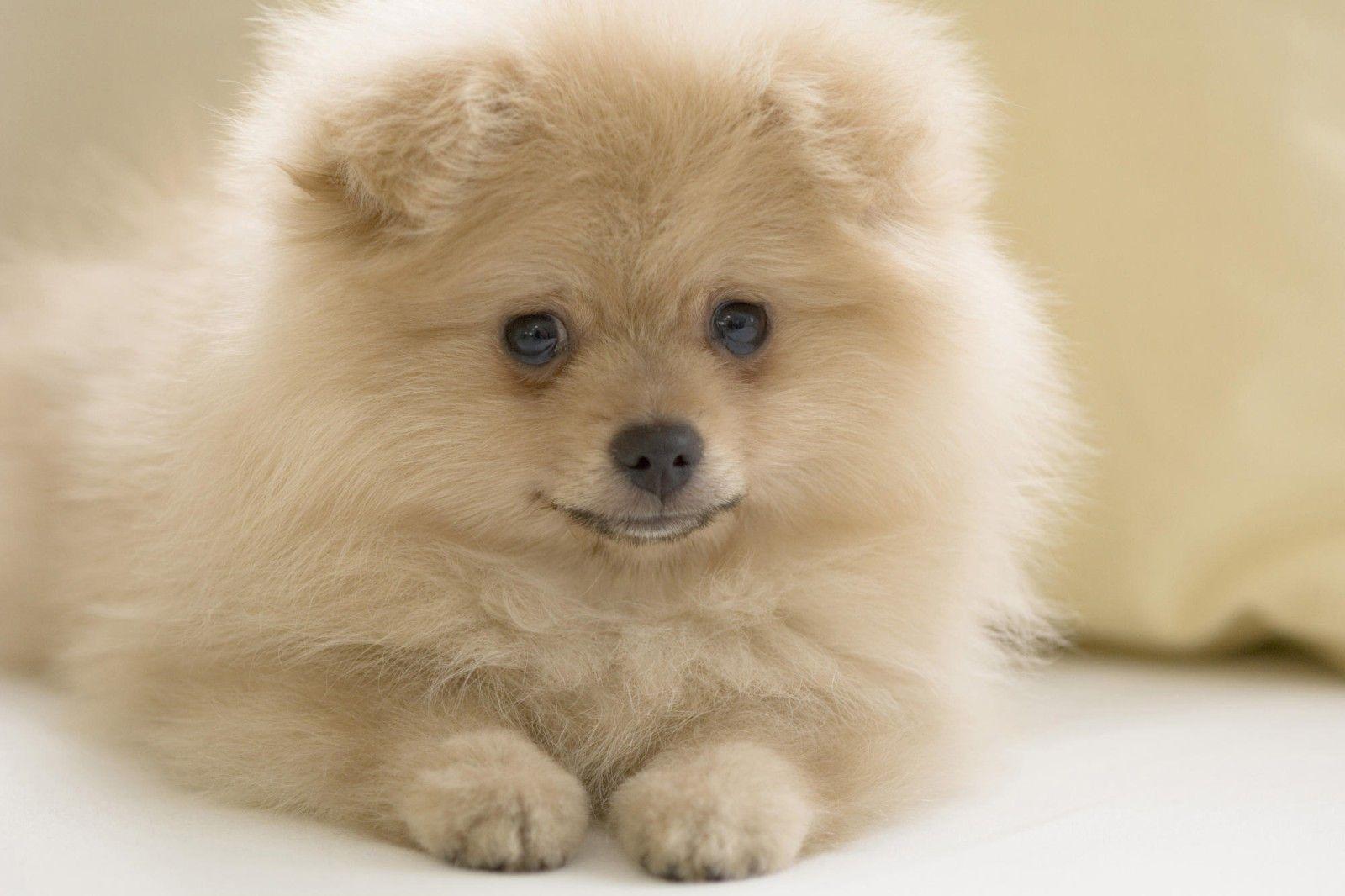 Cute Pomeranian Puppy Animals Wallpaper