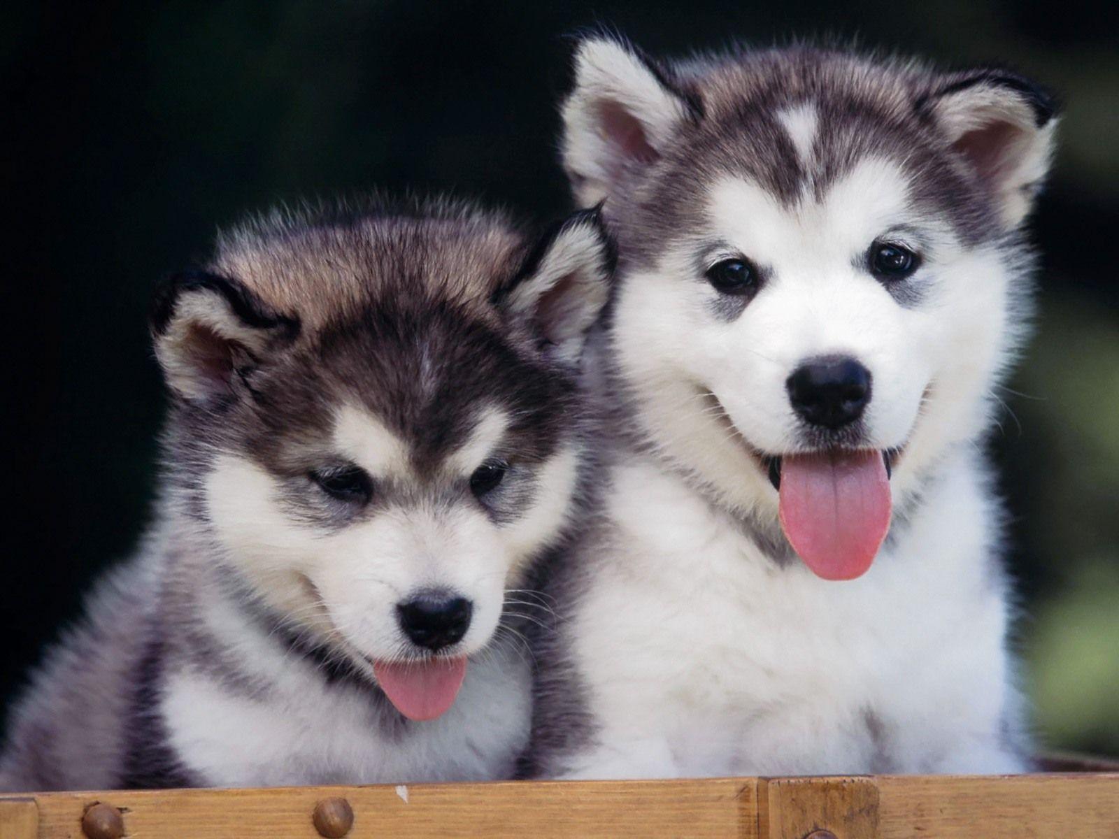 Wallpaper For > Siberian Husky Wallpaper