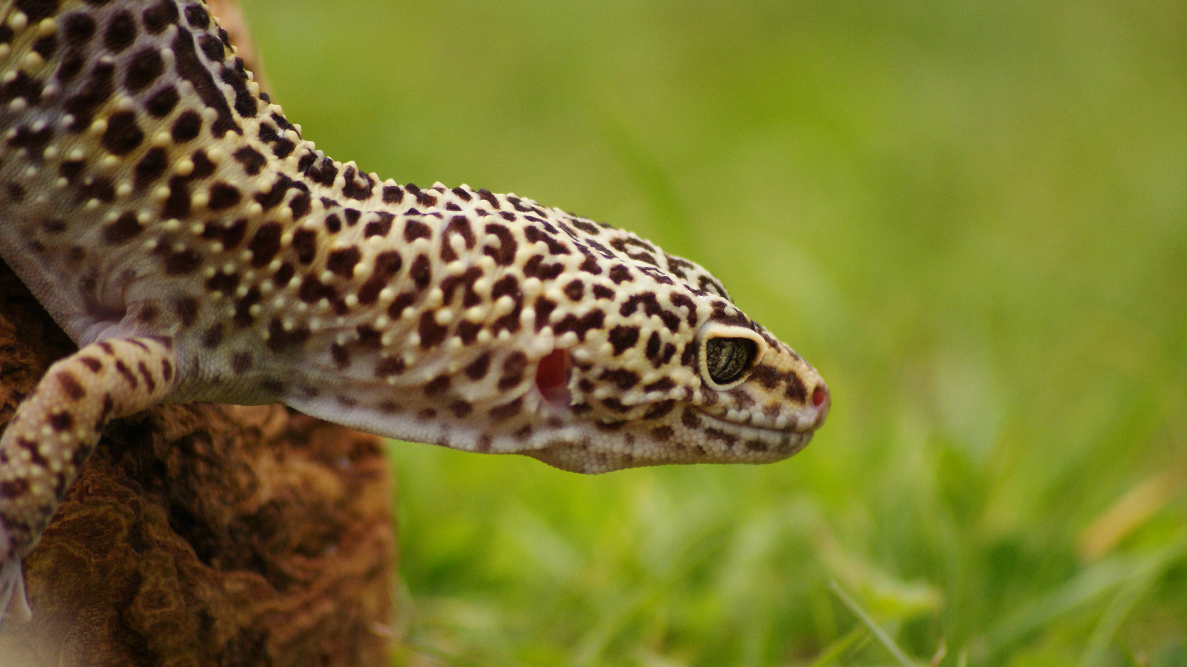 image For > Green Leopard Gecko