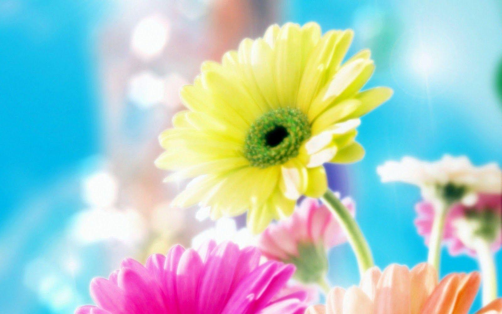 Pix For > Most Beautiful Background Image Of Flowers