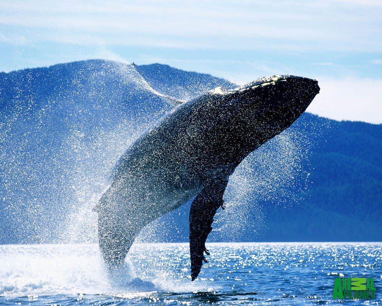 Hump Back Whale Whales Wallpaper
